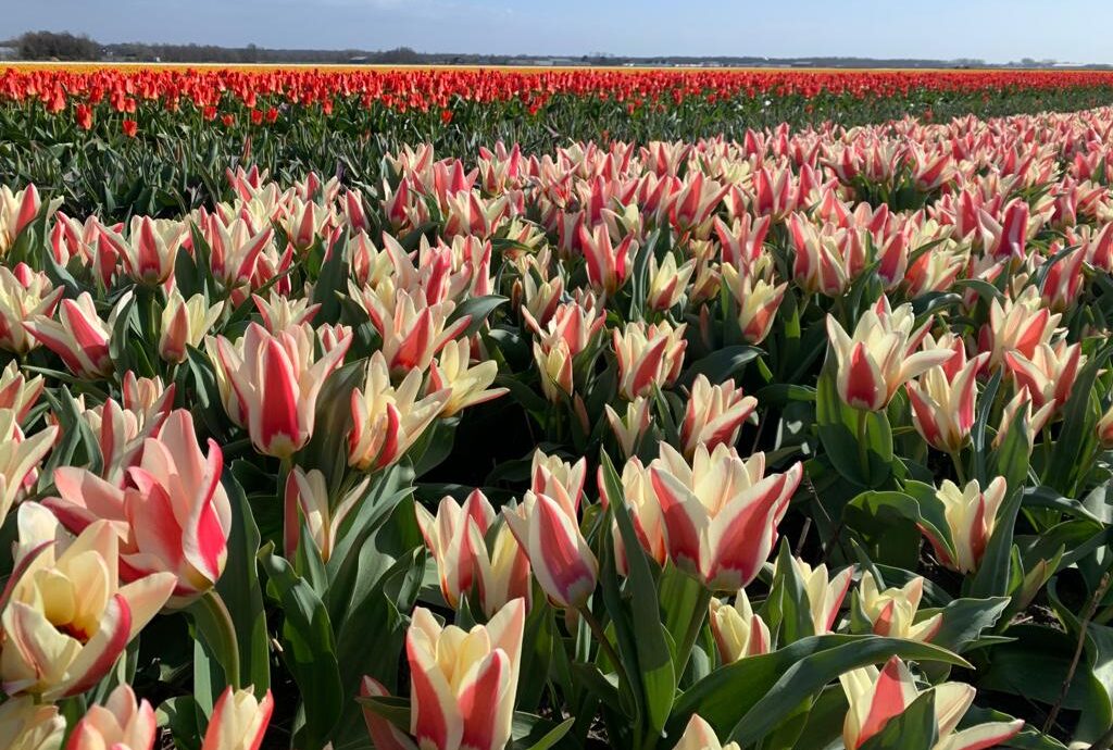 Holanda florindo e encantando